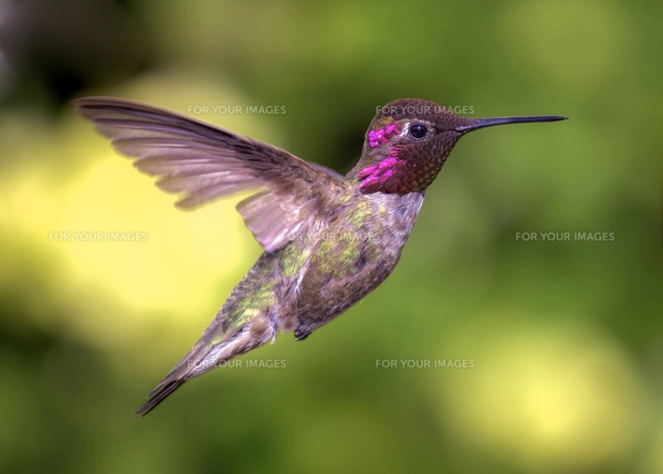 ハミングバードの写真・イラスト素材一覧(234件) | ストックフォトの