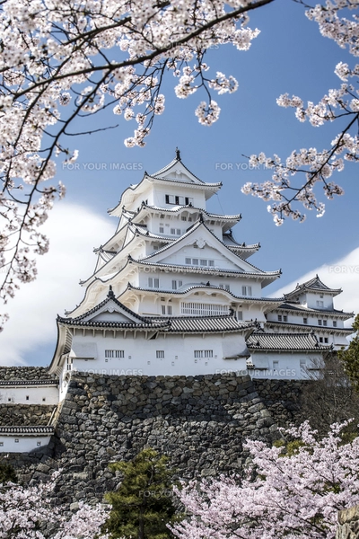 姫路城東面と桜の写真素材 [FYI00735307] | ストックフォトの Qlean