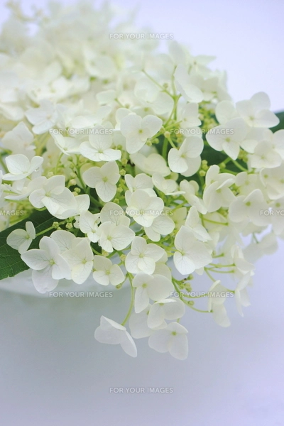 白い紫陽花の花の写真素材 [FYI00886463] | ストックフォトの Qlean
