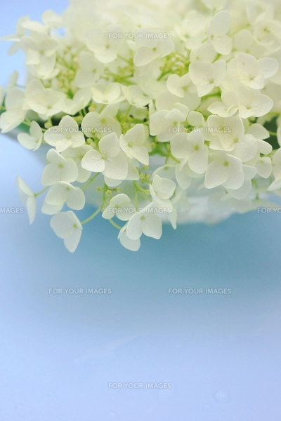 白い紫陽花の花の写真素材 [FYI00886467] | ストックフォトの Qlean