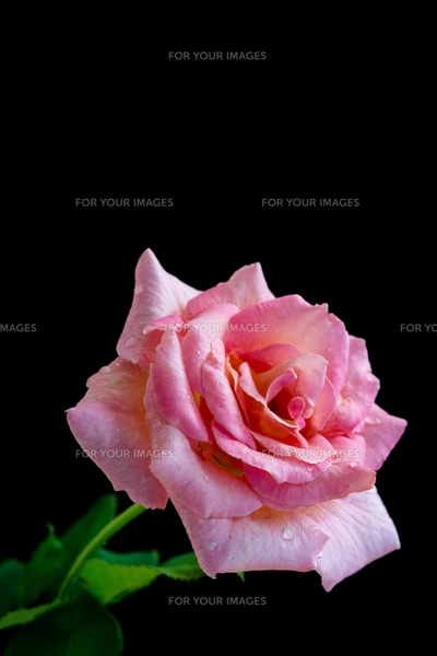 黒背景のピンクのバラの写真素材 [FYI00890680] | ストックフォトの