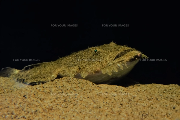深海魚 （ノコギリザメ）の写真素材 [FYI01160387] | ストックフォトの