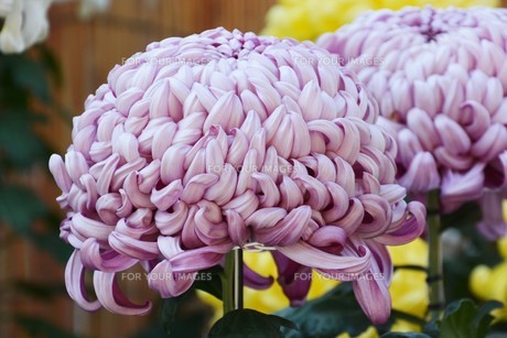 秋の風物詩 / 菊・大輪の写真素材 [FYI01191522] | ストックフォトの Qlean Market（キュリンマーケット）