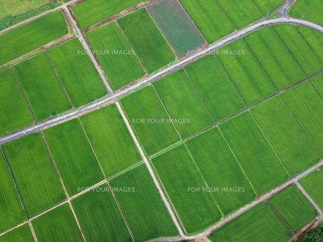 上空から見た田んぼの写真素材 [FYI01199978] | ストックフォトの
