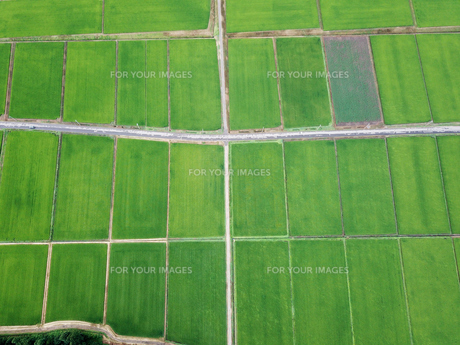 上空から見た田んぼの写真素材 [FYI01199980] | ストックフォトの