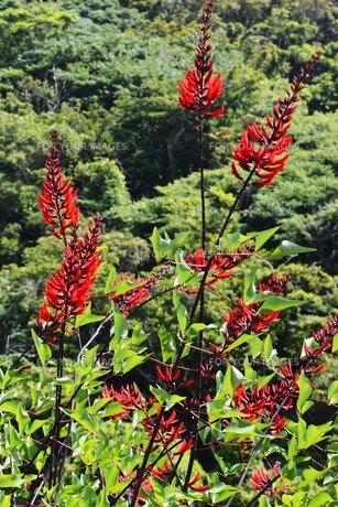 梯梧デイゴ珊瑚刺桐サンゴシトウ鉢植え