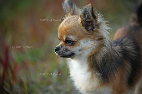 犬 チワワ 仁王立ちの写真素材 [FYI01202616] | ストックフォトの