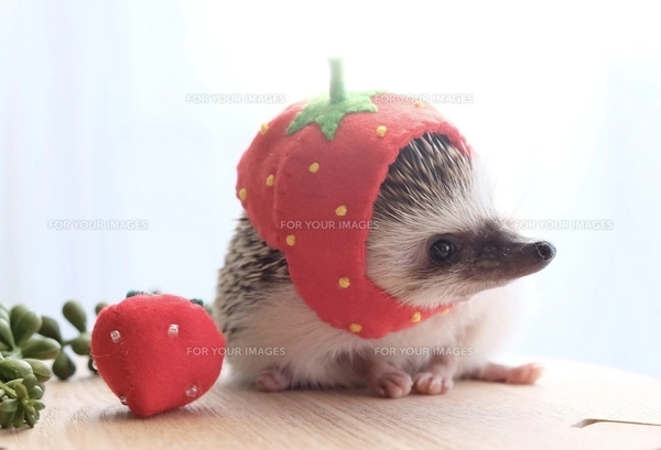 ハリネズミとイチゴ(だらけ)の写真素材 [FYI01212058] | ストック