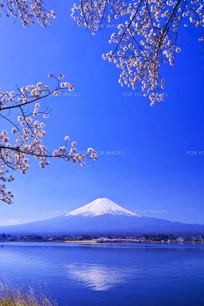 河口湖北岸から見る満開の桜と富士山の写真素材 [FYI01215100