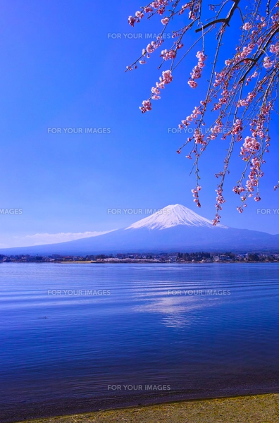 河口湖北岸から見る満開の桜と富士山の写真素材 [FYI01215100
