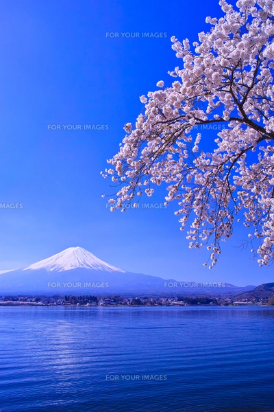 河口湖の富士と満開の桜 サクラ咲け！富士山周辺桜開花状況！【河口湖編2019年版】｜花と
