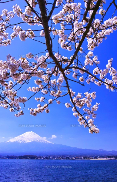 河口湖北岸から見る満開の桜と富士山の写真素材 [FYI01215100