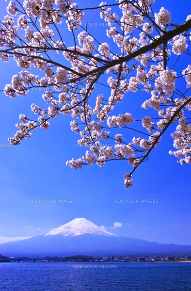 河口湖北岸から見る満開の桜と富士山の写真素材 [FYI01215100