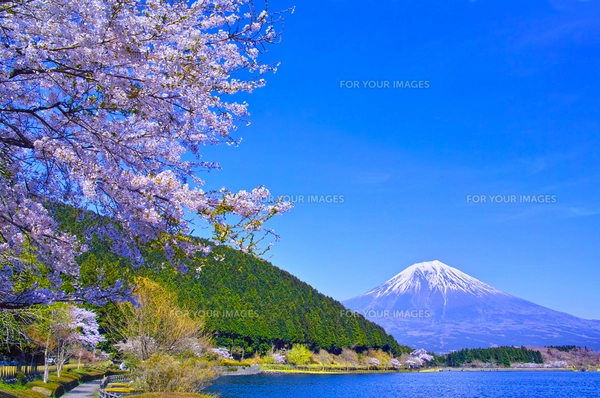 田貫湖から見る満開の桜と富士山の写真素材 [FYI01218284] | ストック