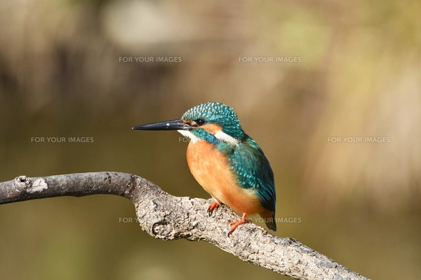 止まり木のカワセミの写真素材 [FYI01230120] | ストックフォトの