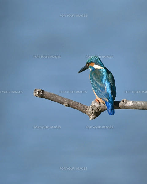 止まり木のカワセミの写真素材 [FYI01230120] | ストックフォトの