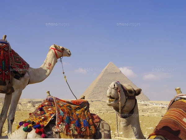 エジプト】クフ王のピラミッドの前でご機嫌なラクダの写真素材