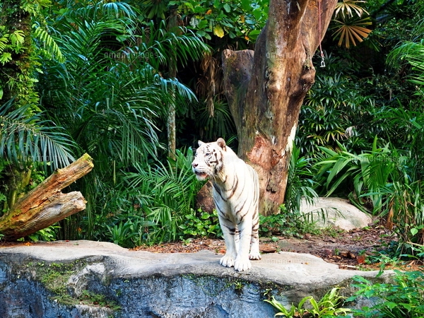 シンガポール動物園 ホワイトタイガーの写真素材 [FYI01261321