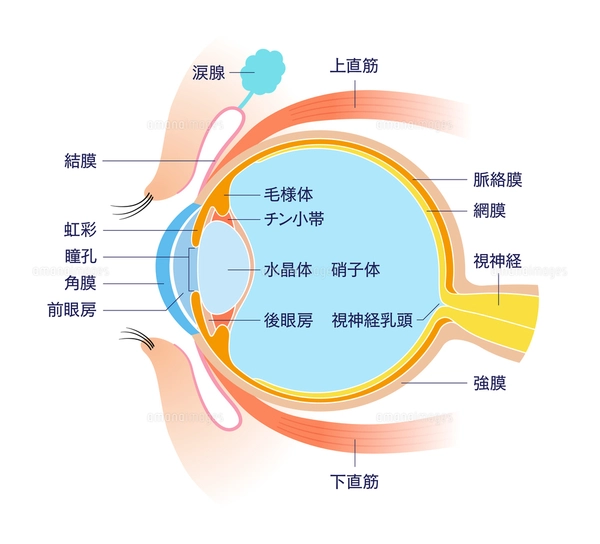 眼球解剖図 掛軸 昭和レトロ￼ 目 断面図 解剖学のイラスト素材 [FYI01263079] | ストックフォトの