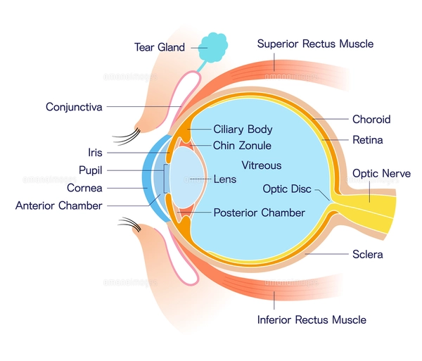 眼球解剖図 掛軸 昭和レトロ￼ 目 断面図 解剖学のイラスト素材 [FYI01263078] | ストックフォトの