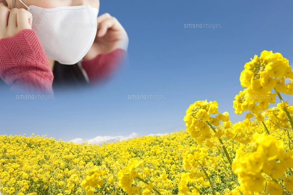 菜の花の花びらアップの写真素材 [FYI03422345] | ストック