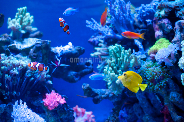 水槽の中の熱帯魚の写真素材 [FYI01331581] | ストックフォトの Qlean 