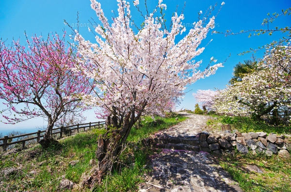 女木島の鷲ヶ峰展望台の桜の写真素材 [FYI02816845] | ストックフォト