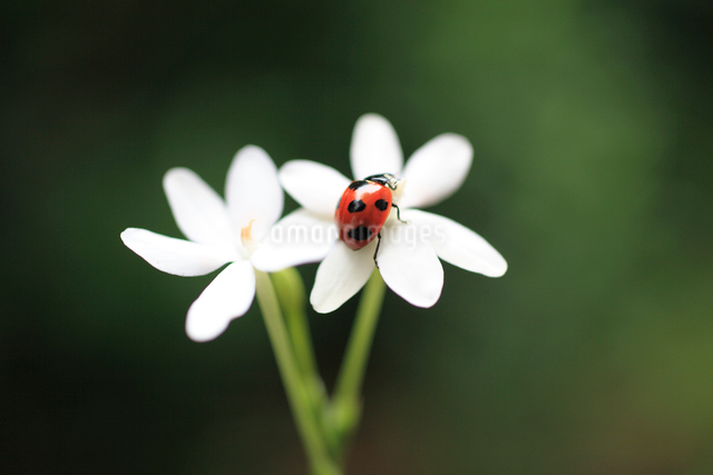 白石 折帖 虫 花など 白い花とテントウ虫の写真素材 [FYI01356458] | ストックフォトの