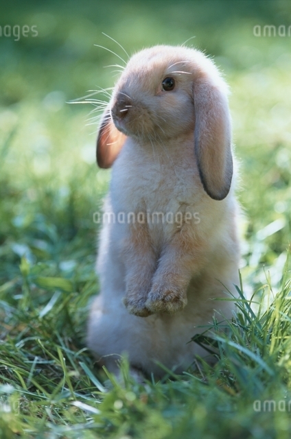 ロップイヤーラビットの写真素材 [FYI01387054] | ストックフォトの