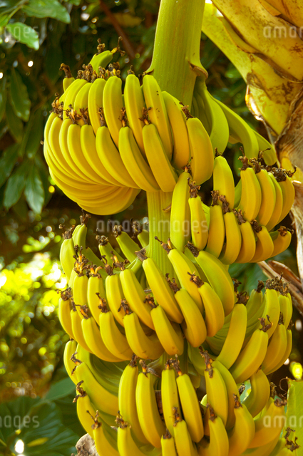 バナナの木の写真素材 [FYI01400404] | ストックフォトの Qlean Market