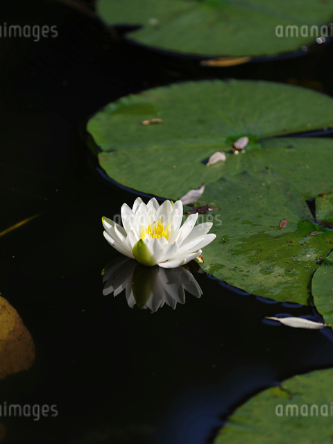 じゅんさい池公園に咲くスイレンの花の写真素材 [FYI01422520