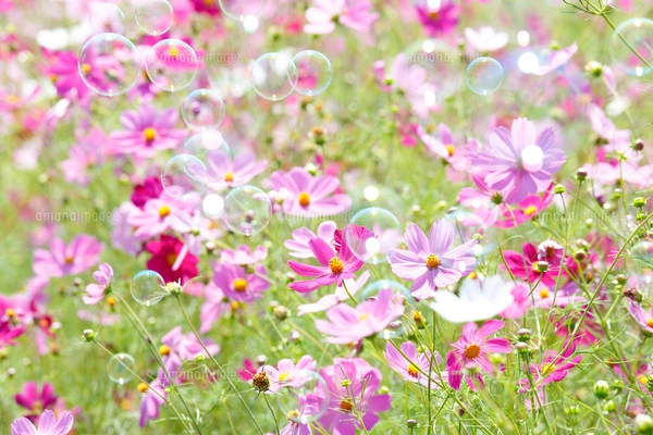 ひまわりとシャボン玉の写真素材 [FYI04605290] | ストックフォトの