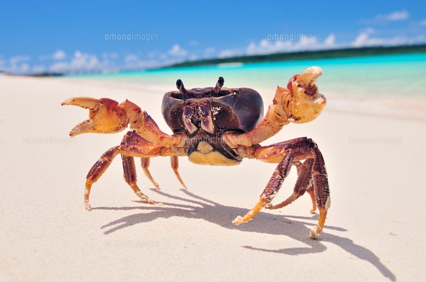 砂浜にカニの写真素材 [FYI01481082] | ストックフォトの Qlean Market