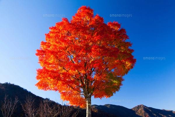 秋の日光 真っ赤に紅葉する一本のモミジの木と山並みの写真素材 