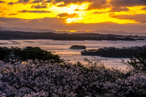 桜満開の西行戻しの松公園より朝焼けに染まる松島湾と日の出の写真素材