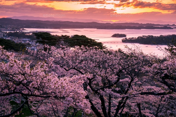 桜満開の西行戻しの松公園より朝焼けに染まる空と松島湾の写真素材