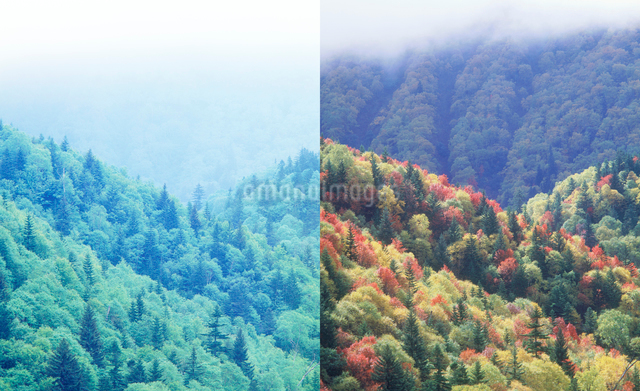 樹林 新緑と紅葉の写真素材 [FYI01520725] | ストックフォトの Qlean Market（キュリンマーケット）