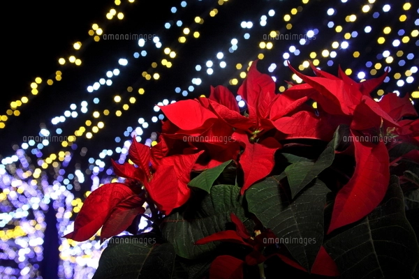 イルミネーションポインセチア ポインセチアとクリスマスイルミネーションの写真素材 [FYI02497988