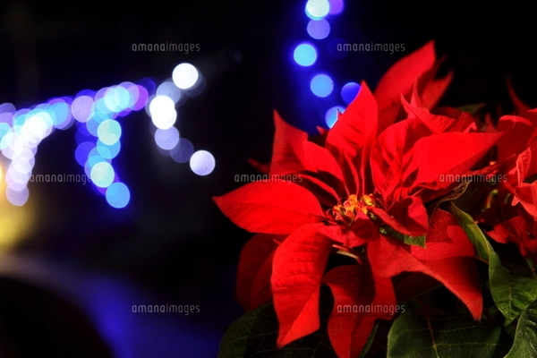 ポインセチアとクリスマスイルミネーションの写真素材 [FYI02497988