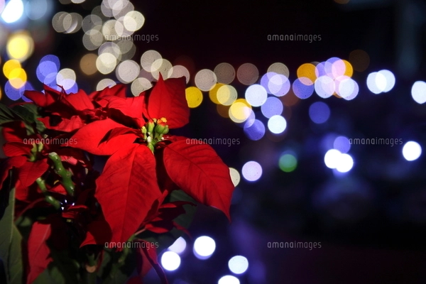 ポインセチアとクリスマスイルミネーションの写真素材 [FYI01574566