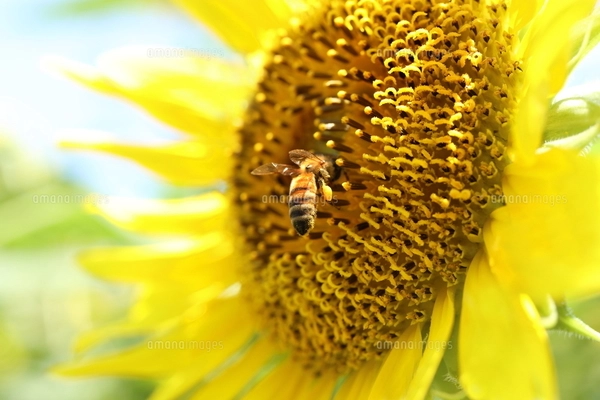 ひまわりと蜂 ひまわりと蜂 写真素材 [3296139] - フォトライブラリー