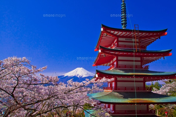 新倉山浅間神社の鳥居と富士山と桜の写真素材 [FYI01590430