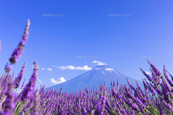 夏の富士山とラベンダーの咲く大石公園の写真素材 [FYI01593048
