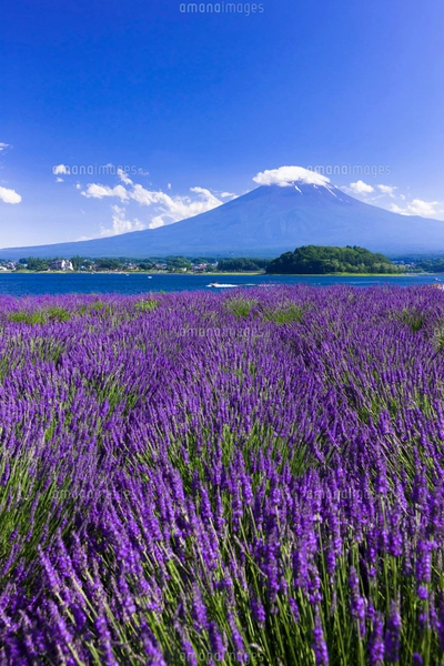 夏の富士山とラベンダーの咲く大石公園の写真素材 [FYI01593048