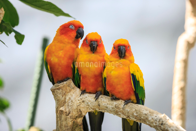 確認用コガネメキシコ 仲良く並ぶコガネメキシコインコの写真素材 [FYI01635119] | ストック