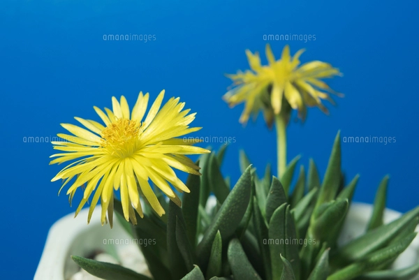 多肉植物 黄色の花で3時頃開花の三時草の写真素材 [FYI01648291