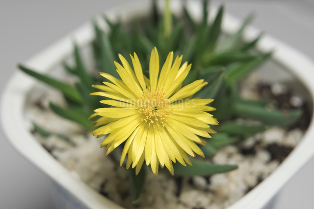 多肉植物 黄色の花で3時頃開花の三時草の写真素材 [FYI01648291