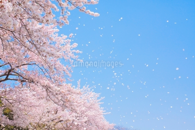 青空と桜吹雪の写真素材 [FYI01652070] | ストックフォトの Qlean