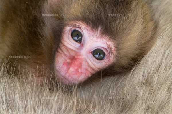 赤ちゃん猿の写真素材 [FYI01657245] | ストックフォトの Qlean Market