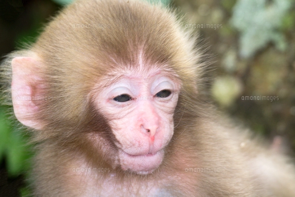 赤ちゃん猿の写真素材 [FYI01657245] | ストックフォトの Qlean Market